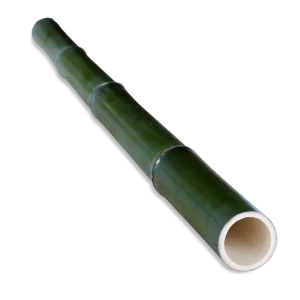 Bambou français vert