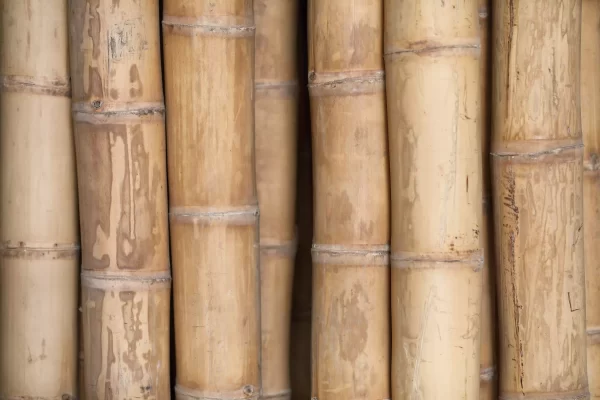 Texture-bambou-Guadua