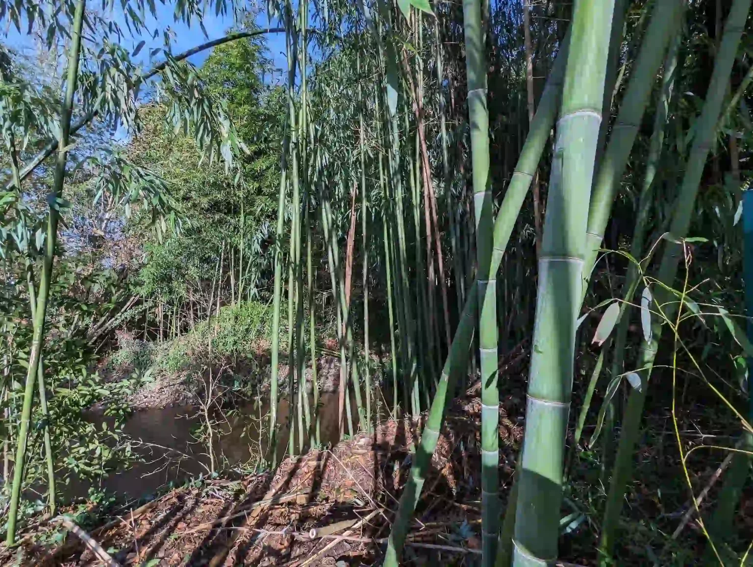 bambouserai bambou vert