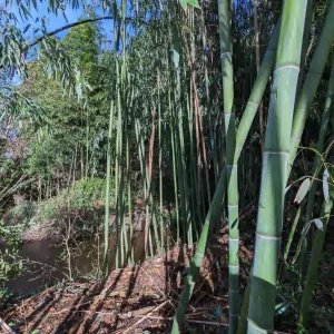 Bambou français vert
