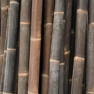 Bambou Atroviolacea Asper noir