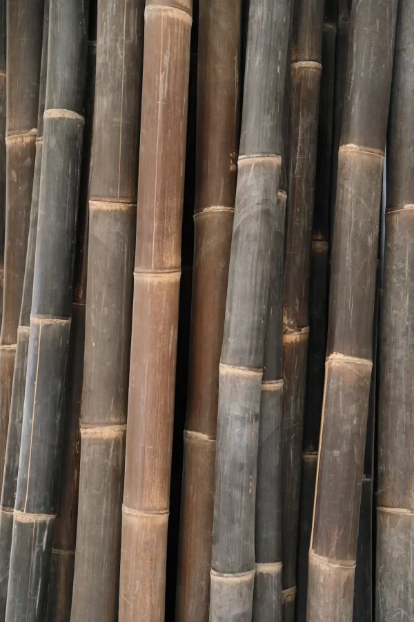 Tronçon de bambou noir