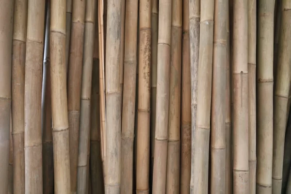 tronçons-bambou-apus-jaune-stock