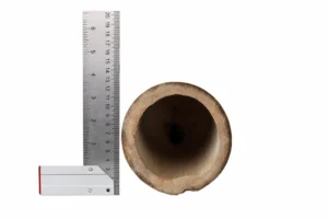 bambou guadua diamètre 12 cm